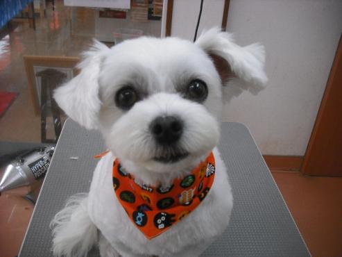 ファイル 1862-1.jpg