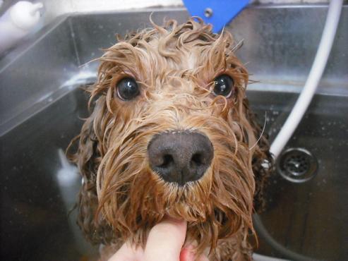 ファイル 1866-2.jpg