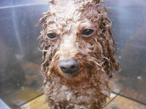 ファイル 1867-2.jpg