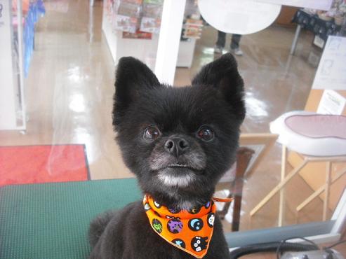 ファイル 1868-1.jpg