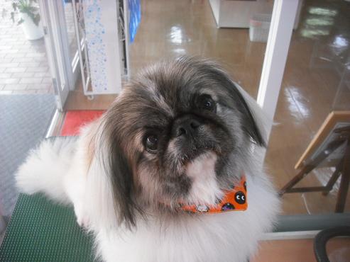 ファイル 1869-1.jpg