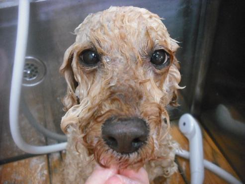 ファイル 1870-2.jpg