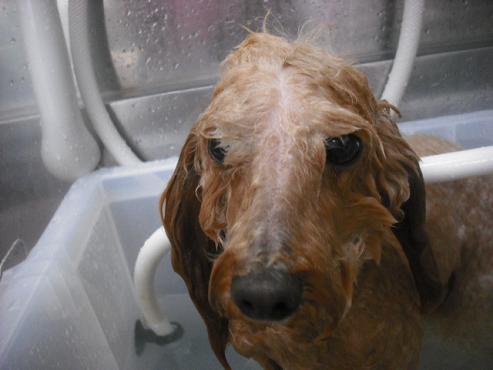 ファイル 1872-2.jpg