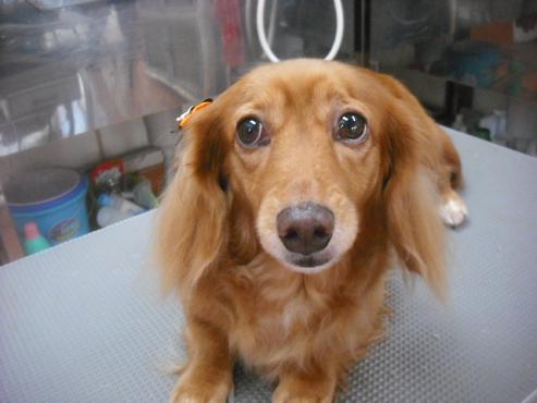 ファイル 1873-1.jpg