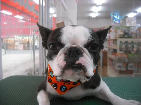 ファイル 1875-1.jpg