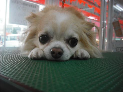 ファイル 1876-1.jpg