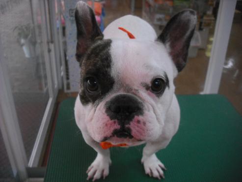 ファイル 1877-1.jpg