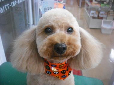 ファイル 1878-1.jpg