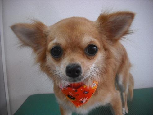 ファイル 1880-1.jpg