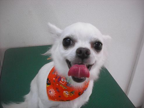 ファイル 1881-1.jpg