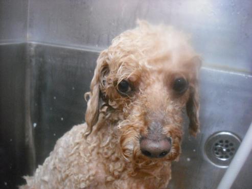 ファイル 1884-2.jpg