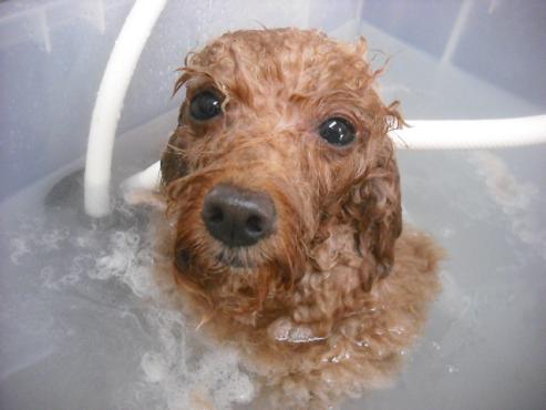 ファイル 1885-2.jpg