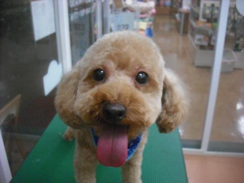 ファイル 1887-1.jpg