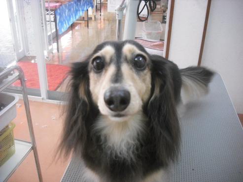 ファイル 1889-1.jpg