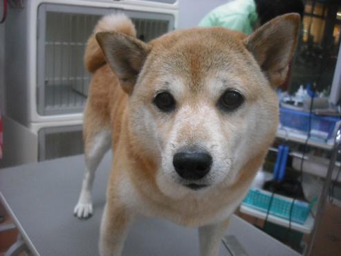 ファイル 1892-1.jpg