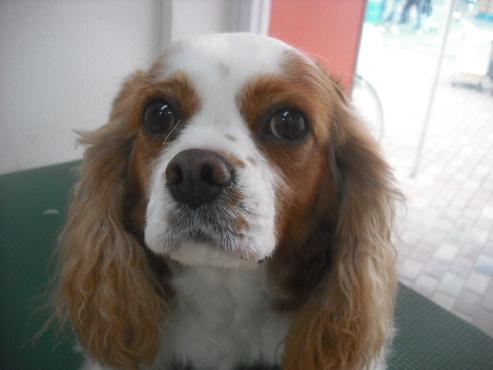 ファイル 1893-1.jpg