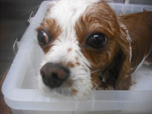 ファイル 1893-2.jpg