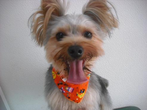 ファイル 1894-1.jpg