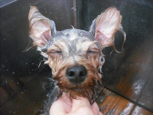 ファイル 1894-2.jpg