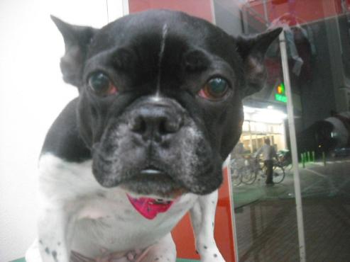 ファイル 1897-1.jpg