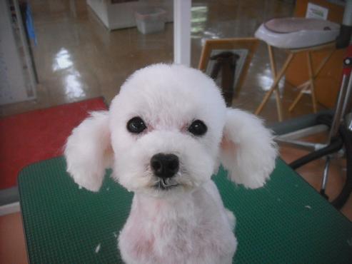 ファイル 1898-1.jpg