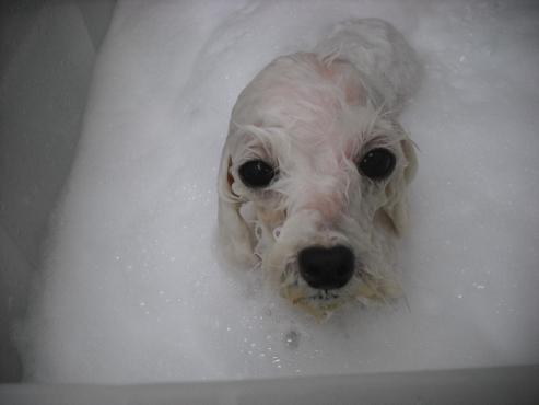 ファイル 1898-2.jpg