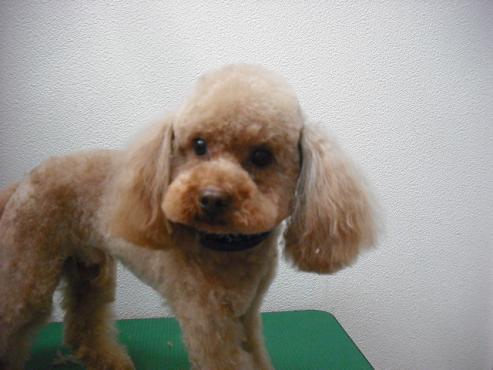 ファイル 19-1.jpg