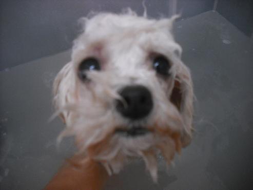 ファイル 1900-2.jpg