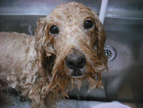 ファイル 1901-2.jpg