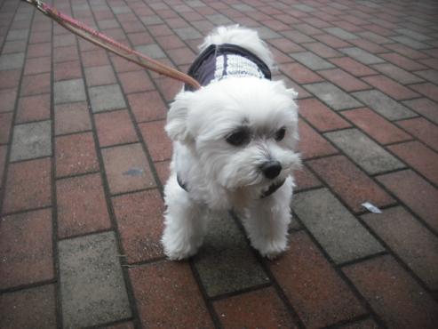 ファイル 1905-2.jpg