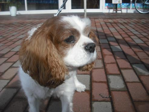 ファイル 1906-2.jpg