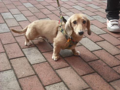 ファイル 1911-2.jpg