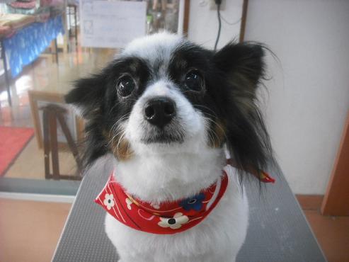 ファイル 1915-1.jpg