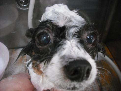 ファイル 1915-2.jpg