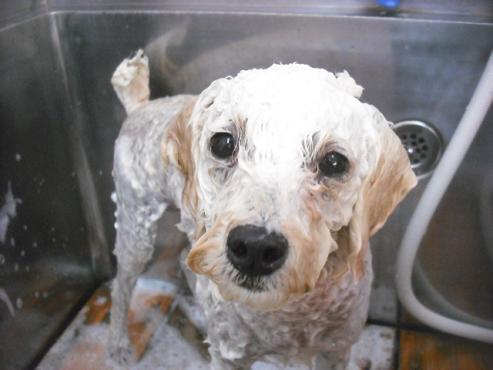 ファイル 1916-2.jpg