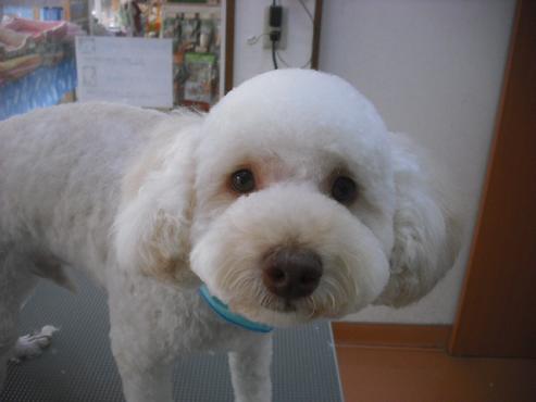 ファイル 1917-1.jpg