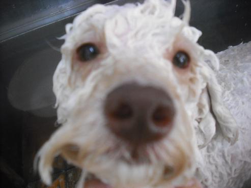 ファイル 1917-2.jpg