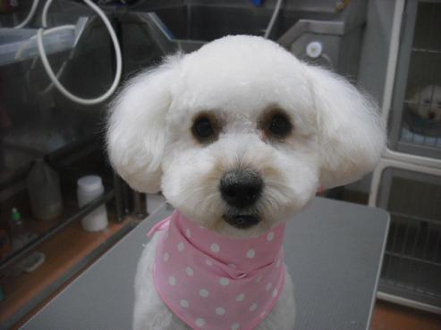 ファイル 1918-1.jpg