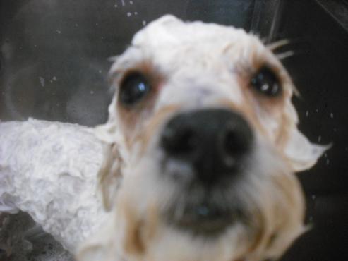 ファイル 1918-2.jpg