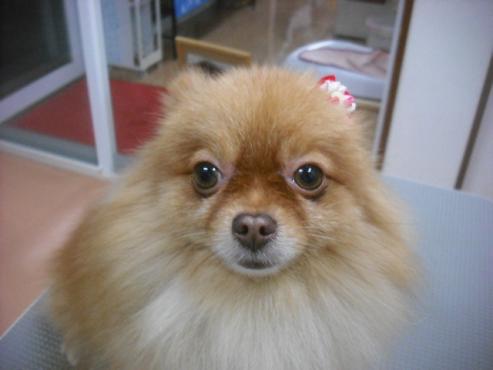 ファイル 1919-1.jpg