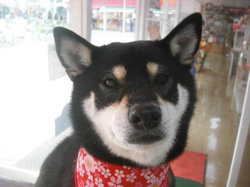 ファイル 1921-1.jpg