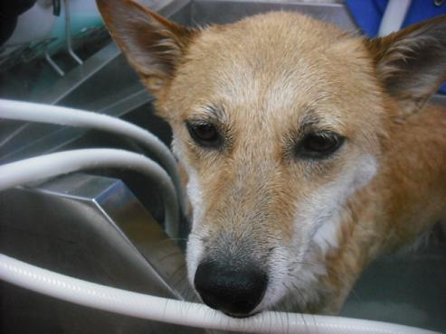 ファイル 1930-2.jpg