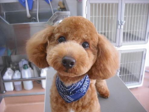 ファイル 1931-1.jpg