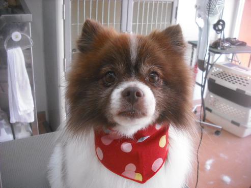 ファイル 1933-1.jpg