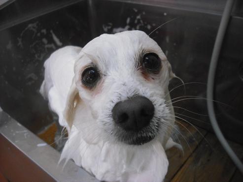 ファイル 1935-2.jpg