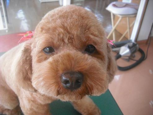 ファイル 1939-1.jpg