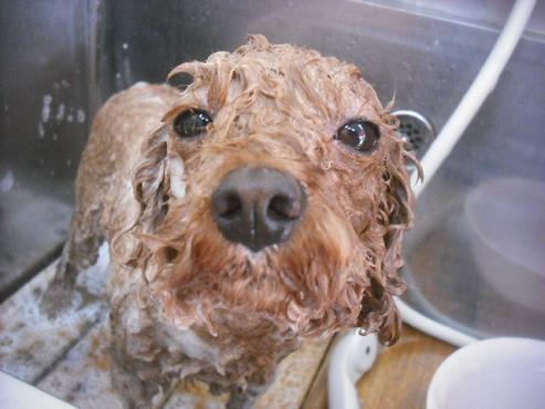 ファイル 1939-2.jpg