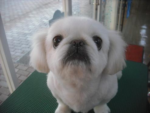 ファイル 1940-1.jpg