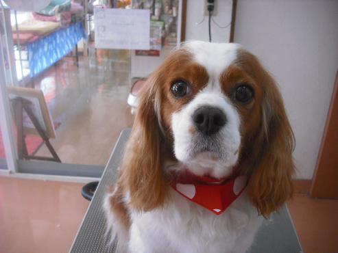 ファイル 1943-1.jpg