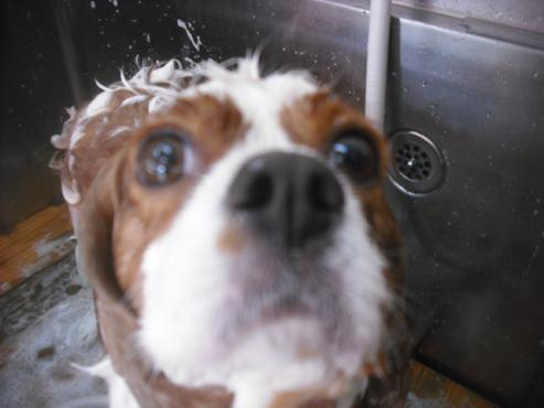 ファイル 1943-2.jpg